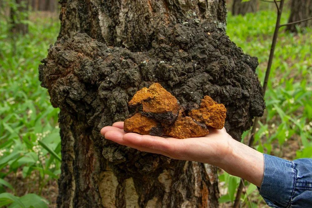 Nấm Chaga – Kho Báu Thiên Nhiên Cho Sức Khỏe Miễn Dịch và Chống Oxy Hóa!