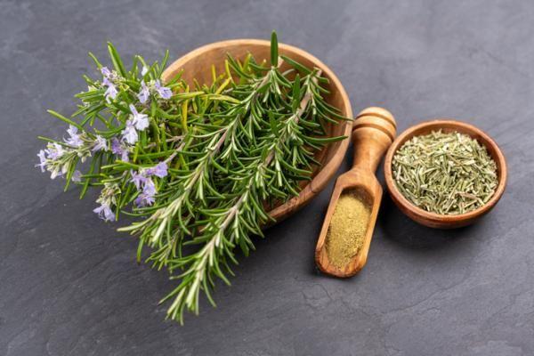 Công dụng tuyệt vời của cây hương thảo: Cải thiện trí nhớ, tăng cường tuần hoàn và chống oxy hóa