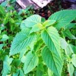 Công dụng tuyệt vời của kinh giới (Oregano): Chống vi khuẩn, kháng nấm và tăng cường miễn dịch