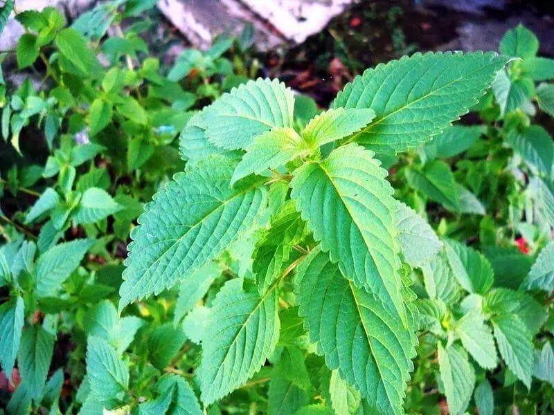 Công dụng tuyệt vời của kinh giới (Oregano): Chống vi khuẩn, kháng nấm và tăng cường miễn dịch