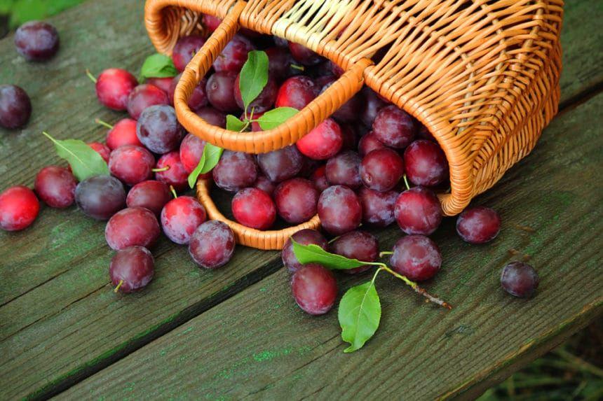 Công dụng của Quả Mận (Plum) – Hỗ trợ Miễn Dịch, Cải Thiện Tiêu Hóa