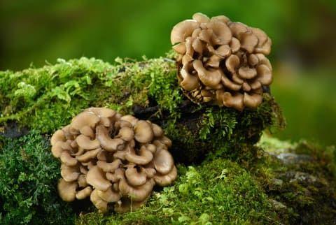 Công dụng của Nấm maitake trong hỗ trợ miễn dịch, kiểm soát đường huyết.