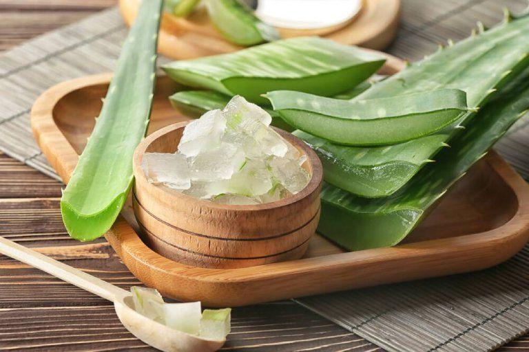 Công dụng của Cây Lô Hội: Bí quyết Làm Dịu Da, Hỗ trợ Chữa Lành Vết Thương và Cải thiện Tiêu Hóa